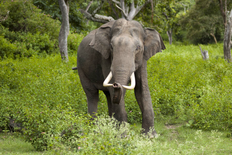 A Rogue Elephant In India Has Killed More Than 20 People Since The Start Of The Year