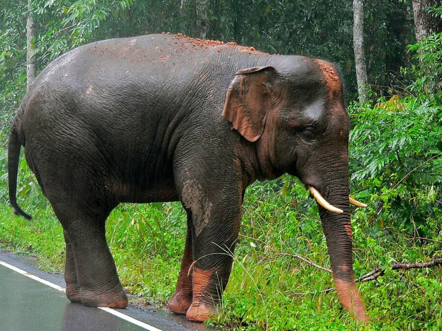 Indian Elephant On A Roadside