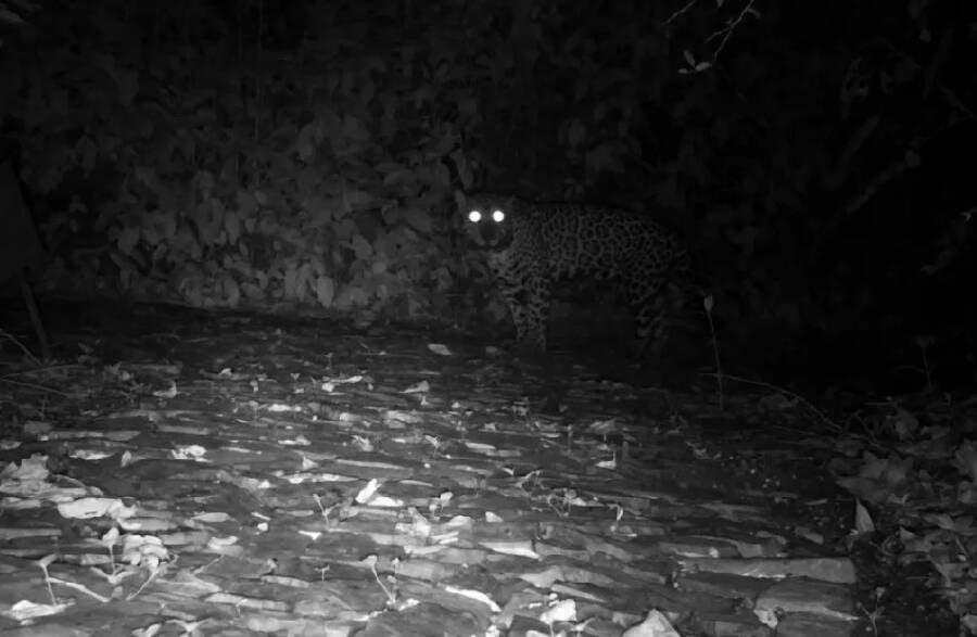 Jaguar In Camera Trap