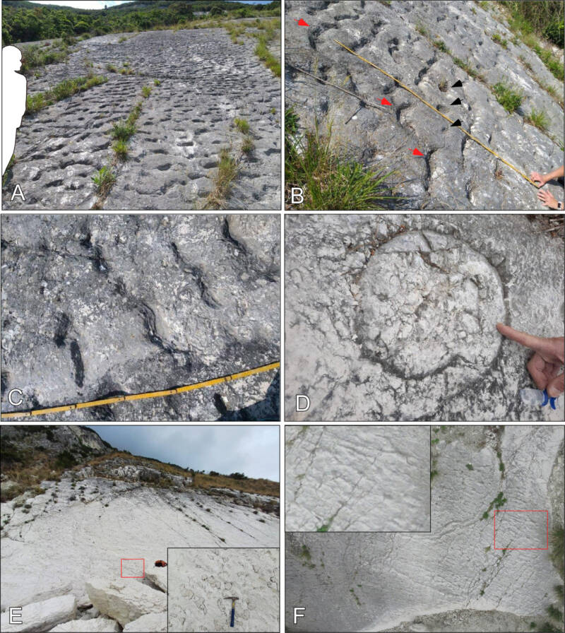 Italy Prehistoric Sea Turtle Tracks