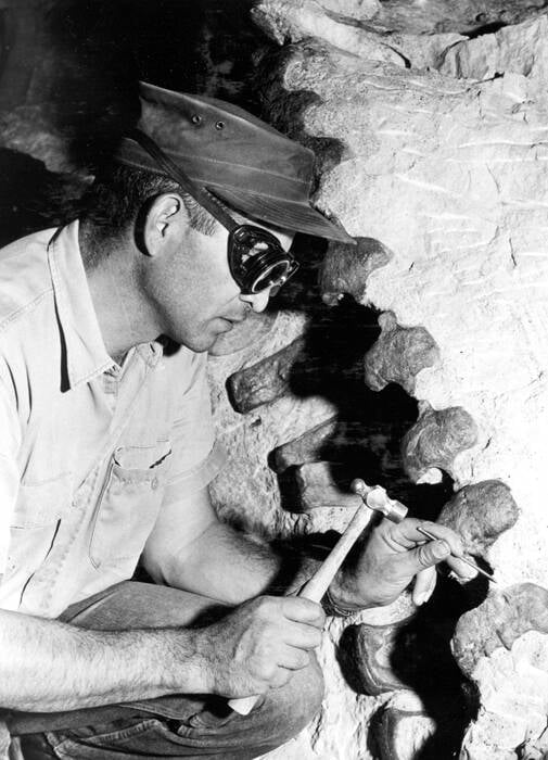 Paleontologist At Dinosaur National Monument