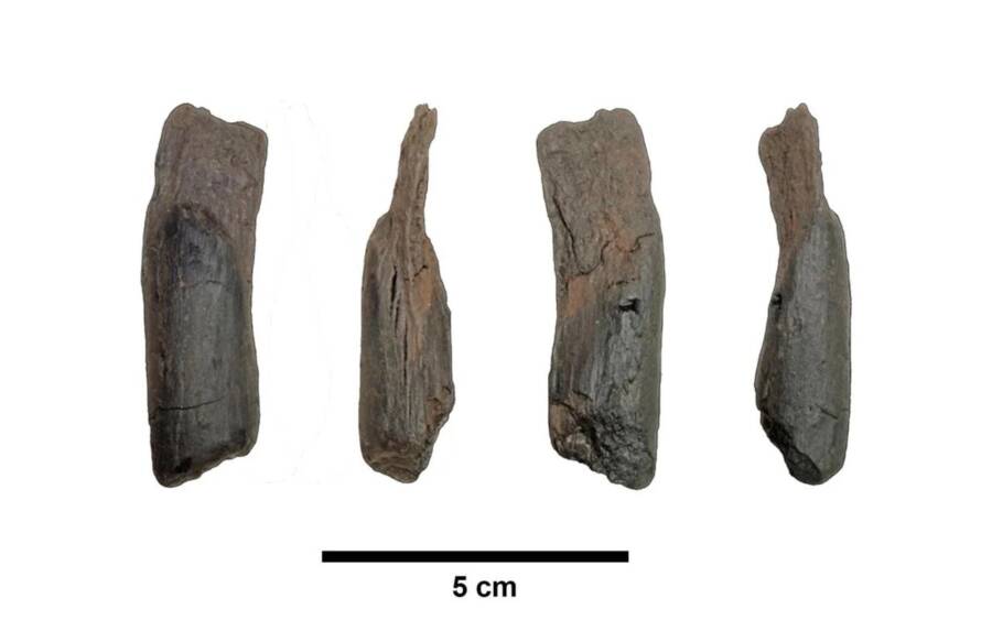 Pleistocene Wooden Tools From Marathousa