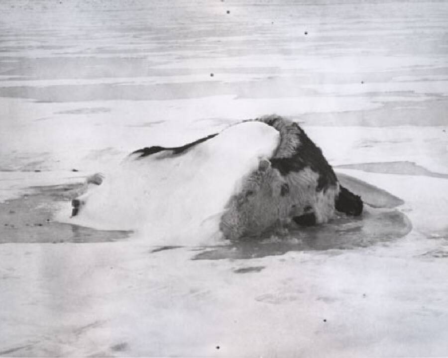 Dead Cow During The North Dakota Blizzard Of 1966