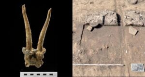 Deer Skull Headdress Featured