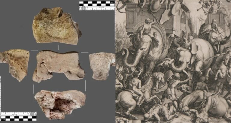 Elephant Bone Featured