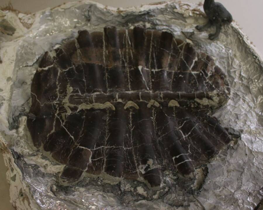 Prehistoric Turtle Shell At Tate Museum