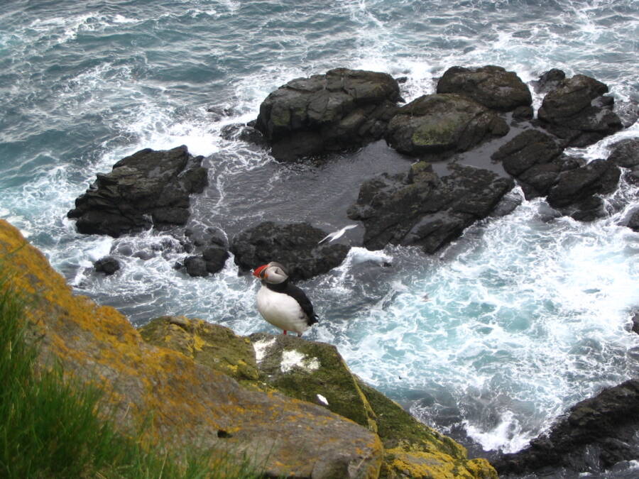 Puffin In Iceland