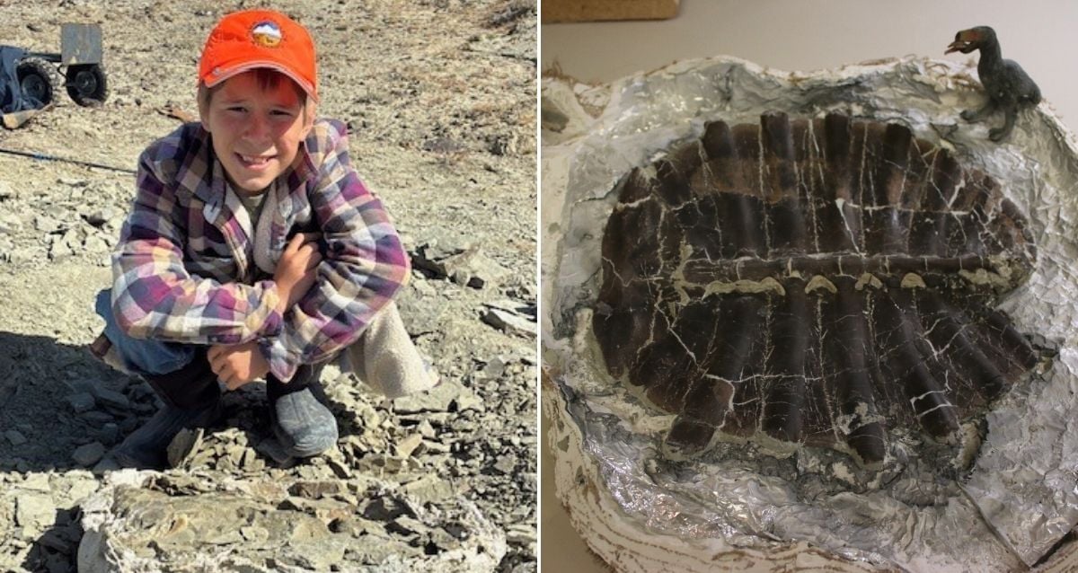 ‘It Blew All Of Our Minds’: A 48-Million-Year-Old Turtle Shell Was Found By An 11-Year-Old In Wyoming