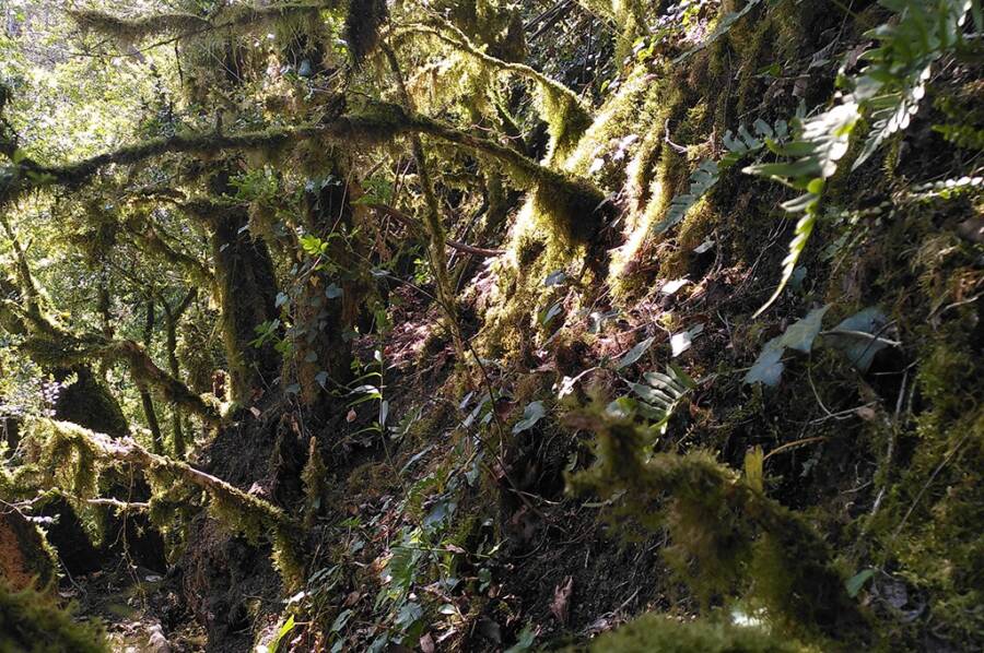 Site Of Biederthal Castle