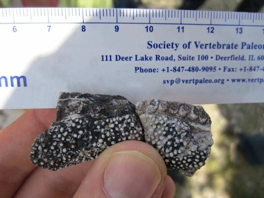 Tanyka Amnicola Denticles