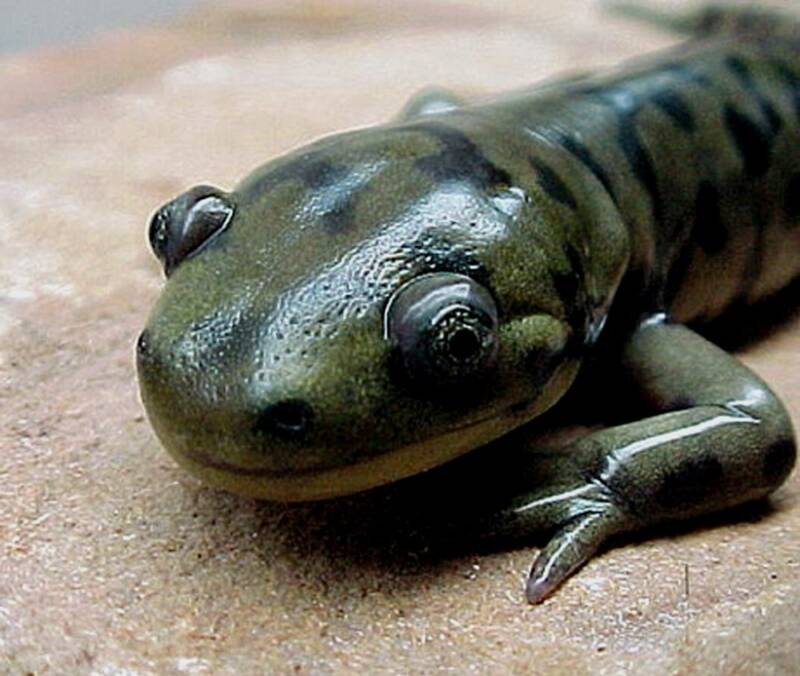 Tiger Salamander