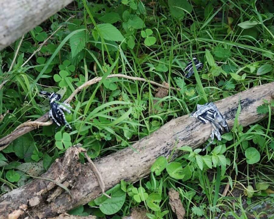 Clothing Tied To Branches