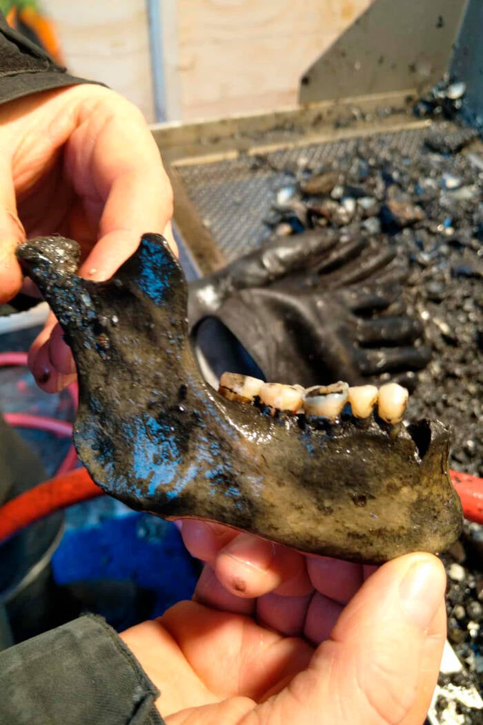 Jawbone From Dannebroge Sailor