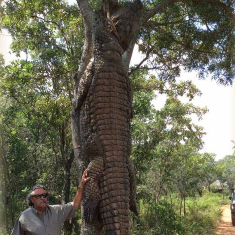 Ernie Dosio With A Crocodile
