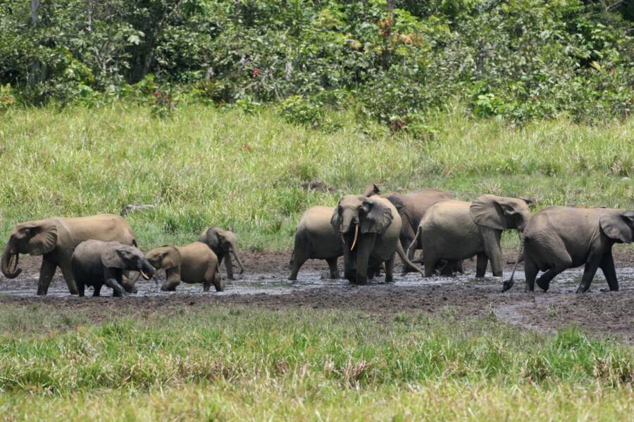 African Forest Elephants In Gabon