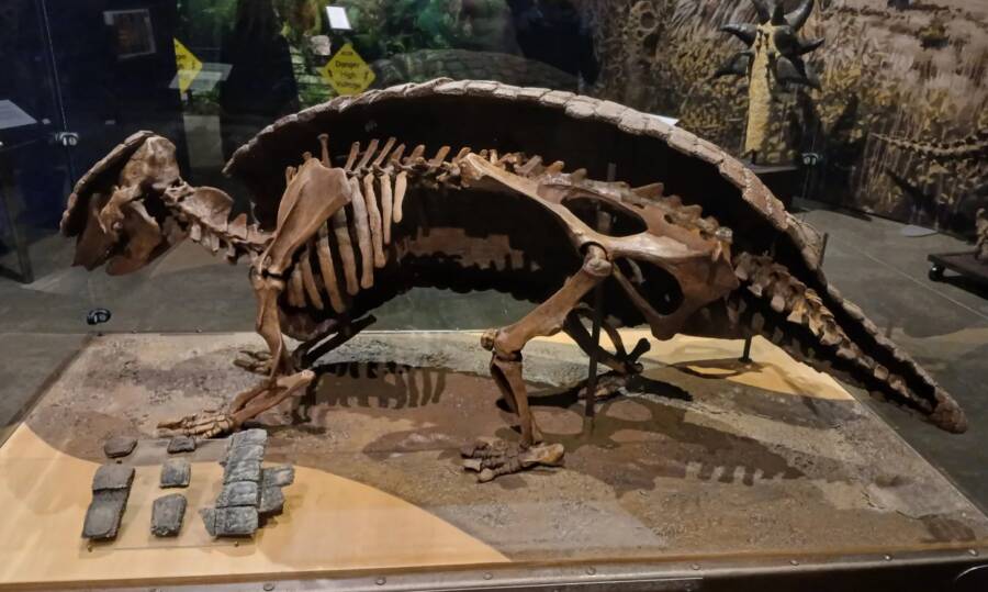 Ice Age Pampathere Skeleton