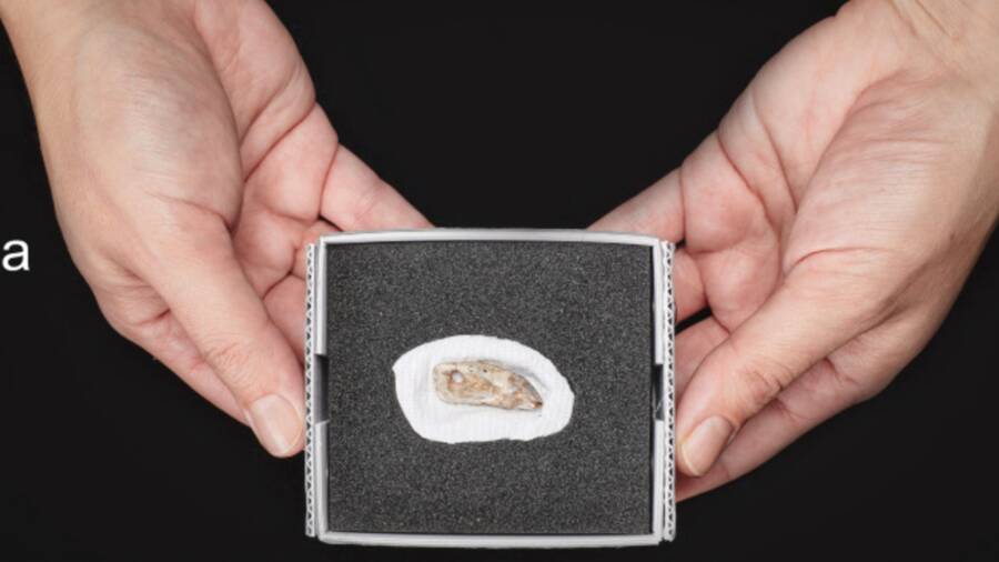 Seal Tooth Pendant From England