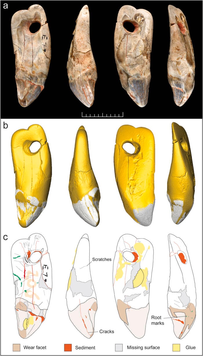 Seal Tooth Pendant Found In Kents Caverns