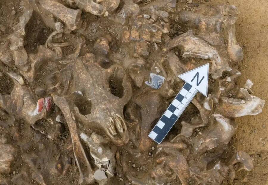Beaver Skulls And Flint Tool