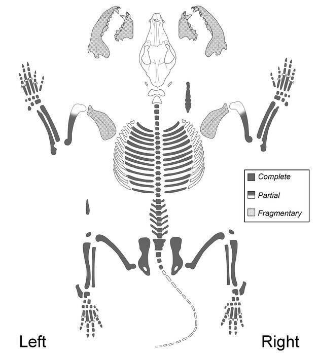 Ancient Australian Dingo Skeleton