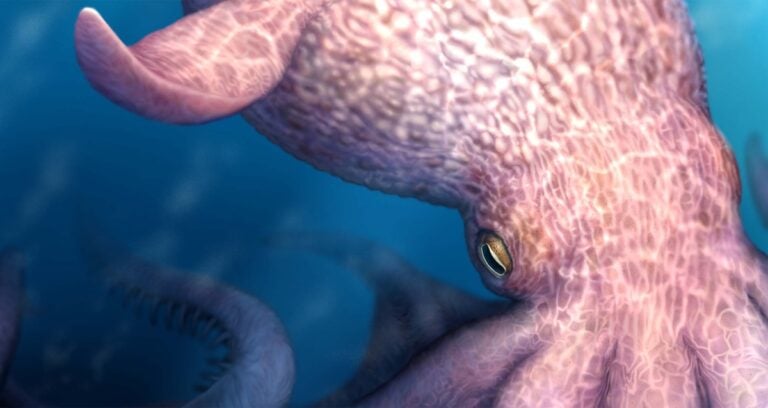 Featured Giant Prehistoric Octopus