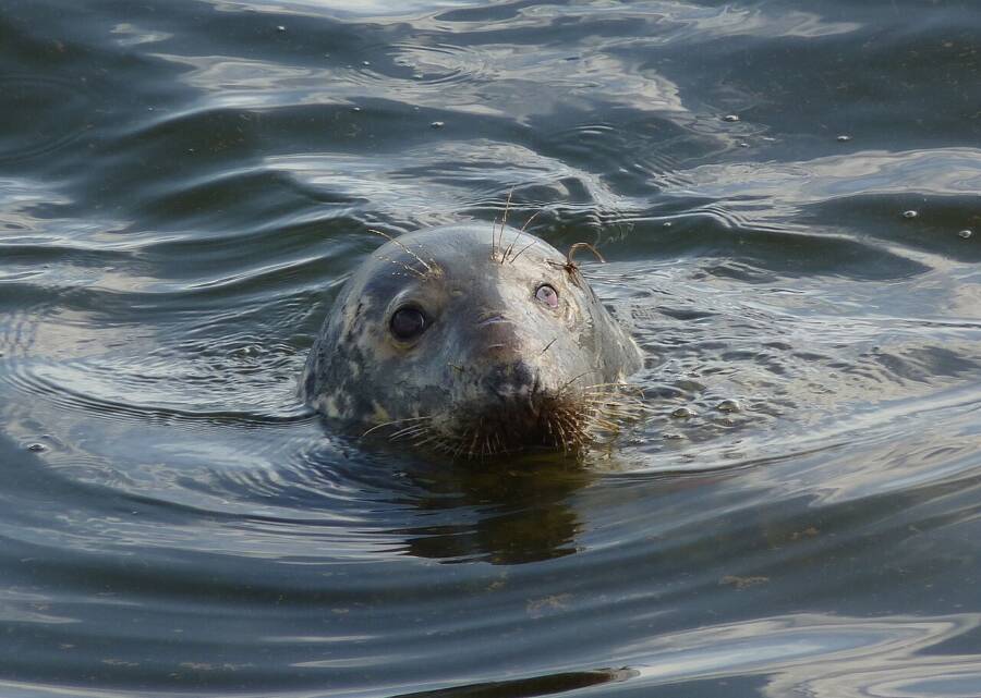 Gray Seal In Scotland