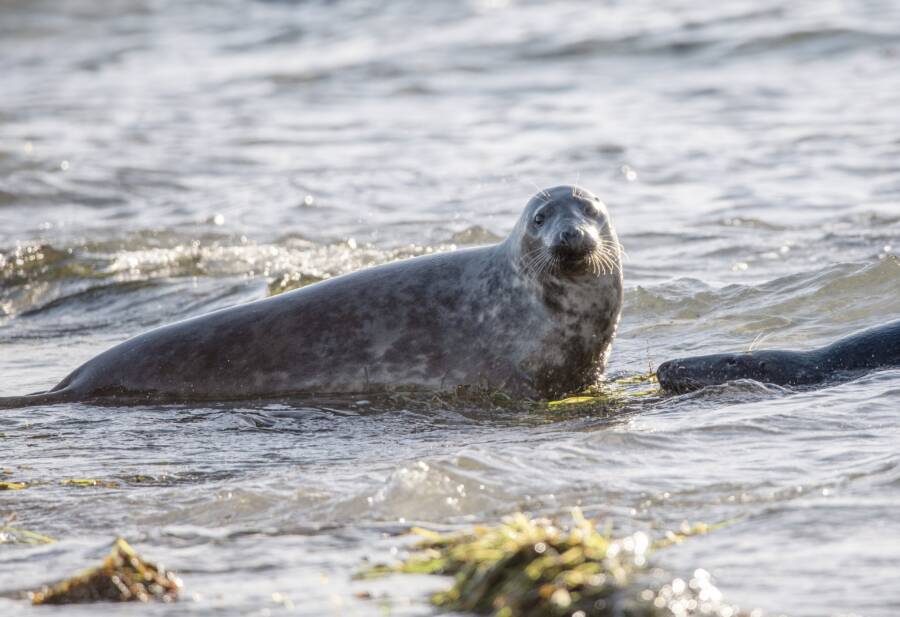 Gray Seal In The Water