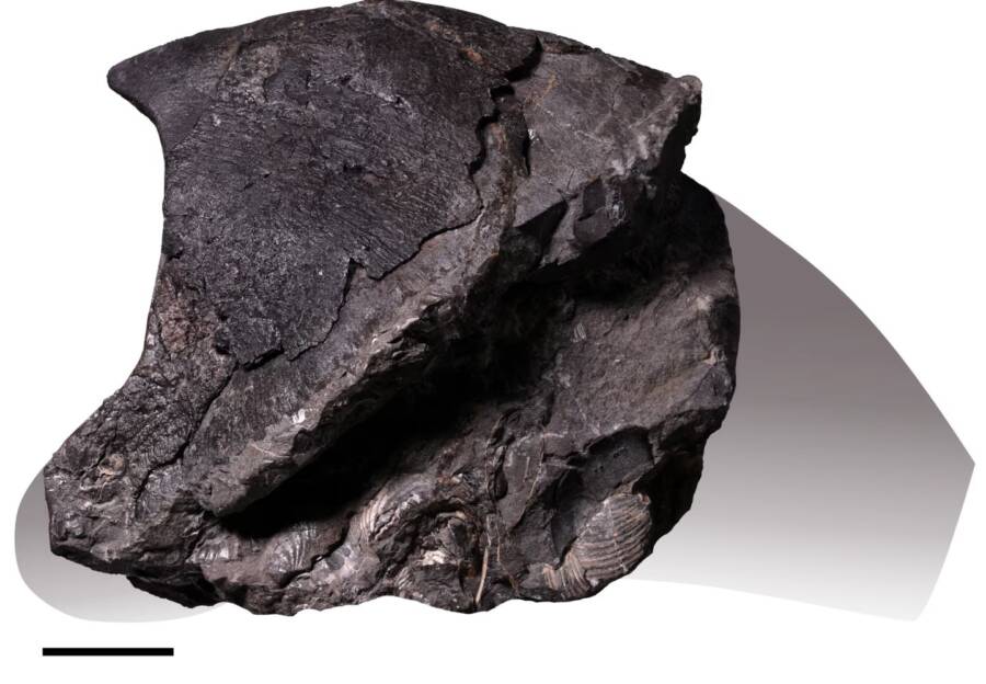 N Haggarti Jaw