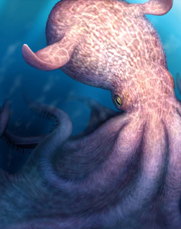 Nanaimoteuthis Haggarti
