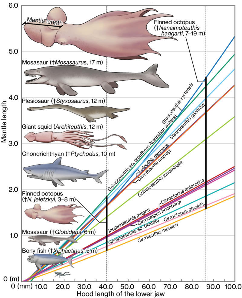 Nanaimoteuthis Size Comparison Chart