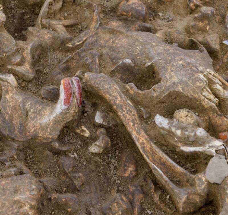 Neolithic Beaver Pit Found In Germany