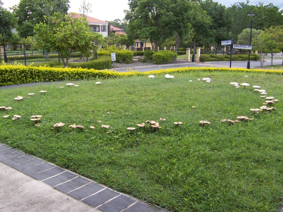 Fairy Ring In Australia