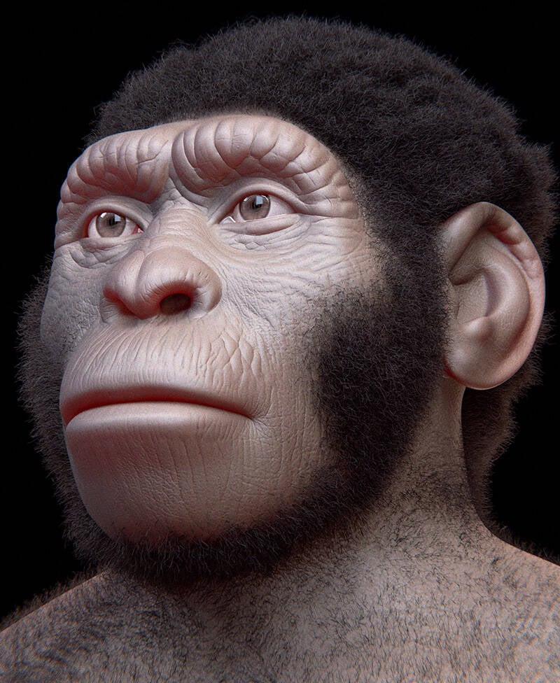 Homo Naledi Facial Reconstruction