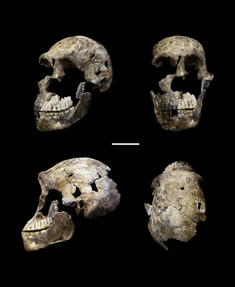 Homo Naledi Cranium