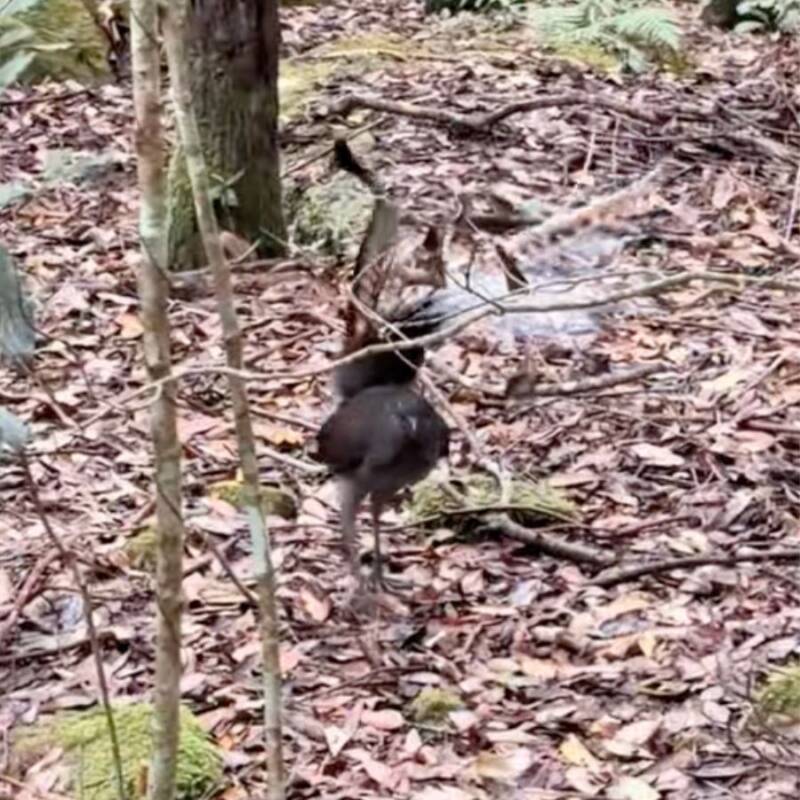 Australia Lyrebird