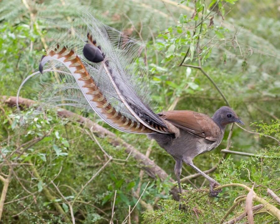 Superb Lyrebird