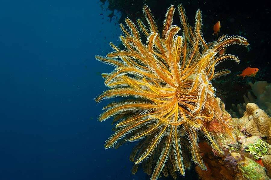 Feather Star Crinoid