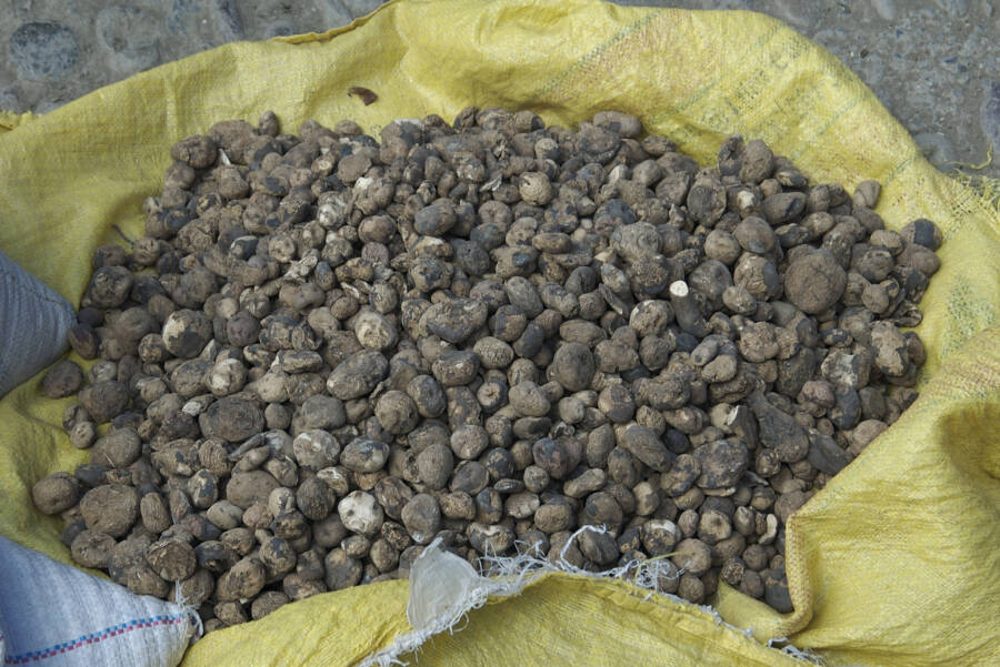 Chuño