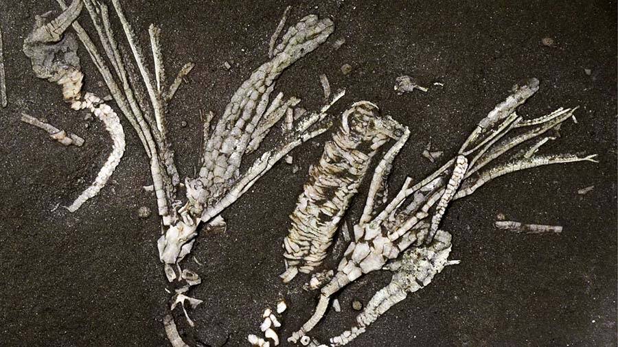 Prehistoric Crinoid Fossil With Soft Tissue