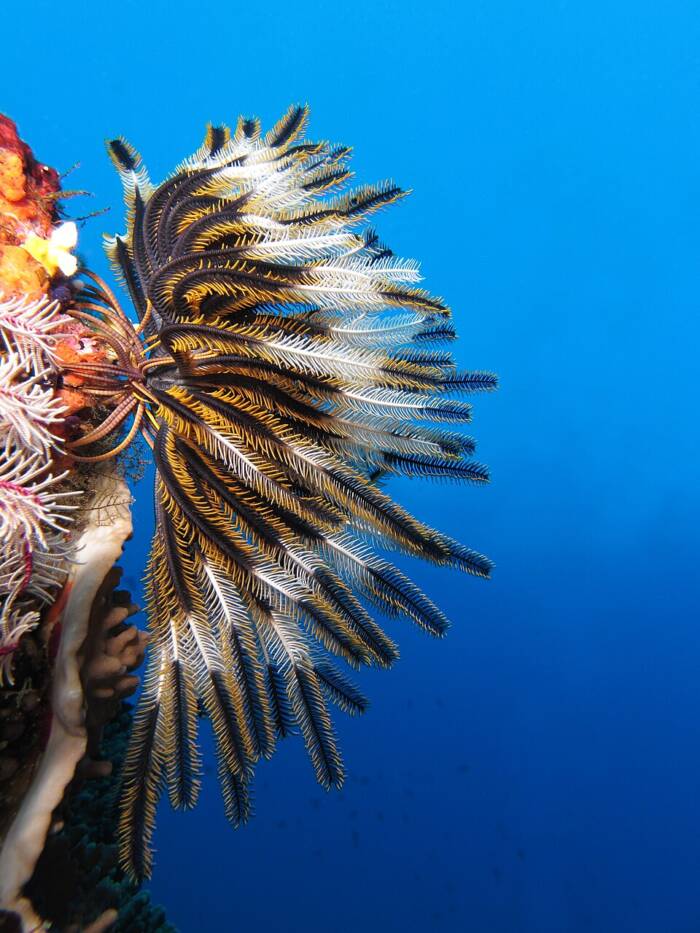 Crinoid