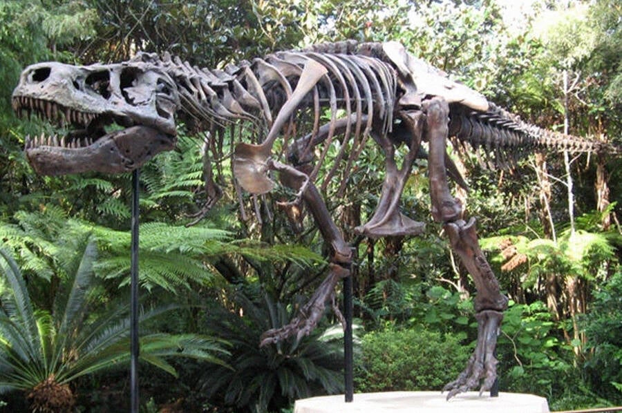 Replica Of Sue At Animal Kingdom