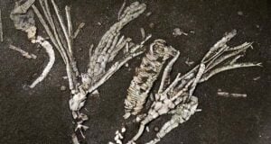 Featured Crinoid Fossil