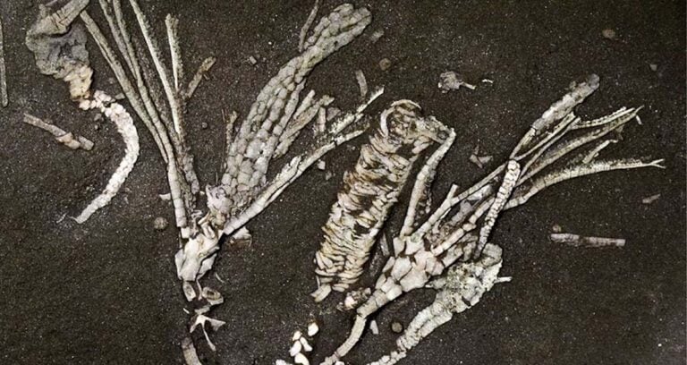 Featured Crinoid Fossil