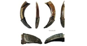 Featured Wild Boar Tusk Found In Russia
