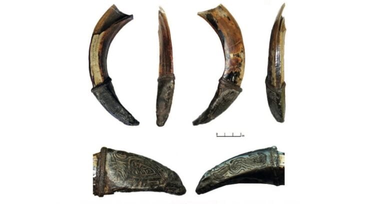 Featured Wild Boar Tusk Found In Russia