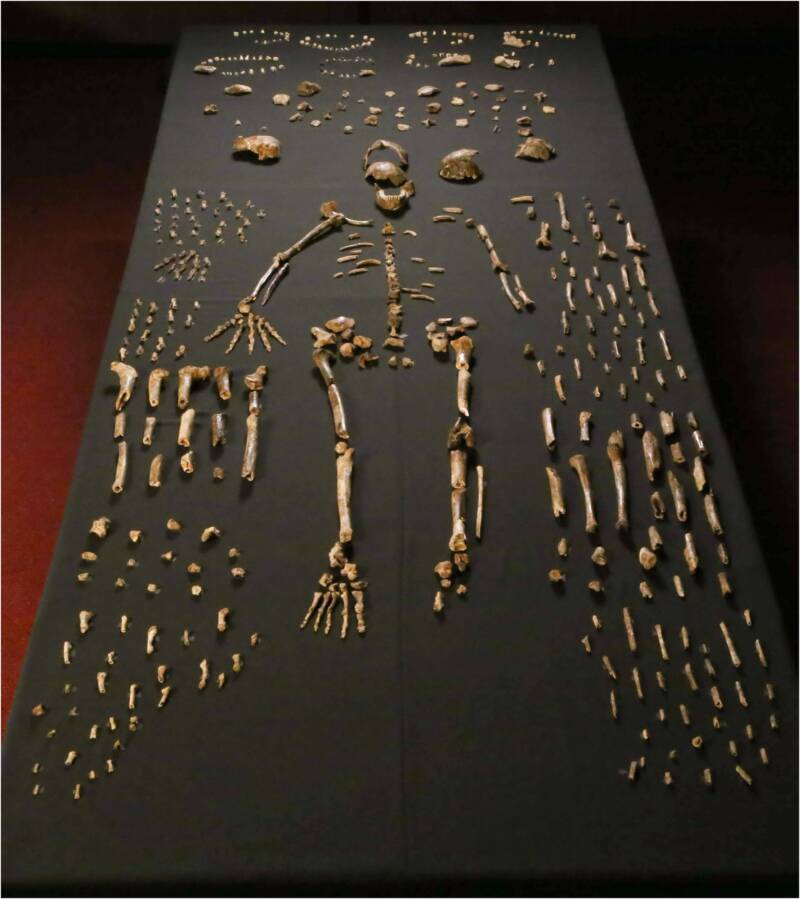 Homo Naledi Female Fossils