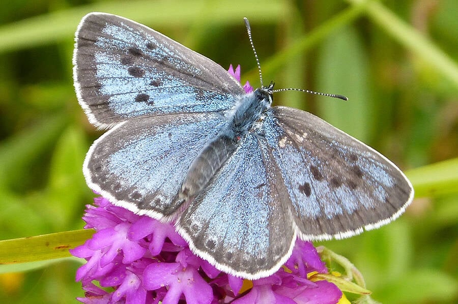 Large Blue Butterfly