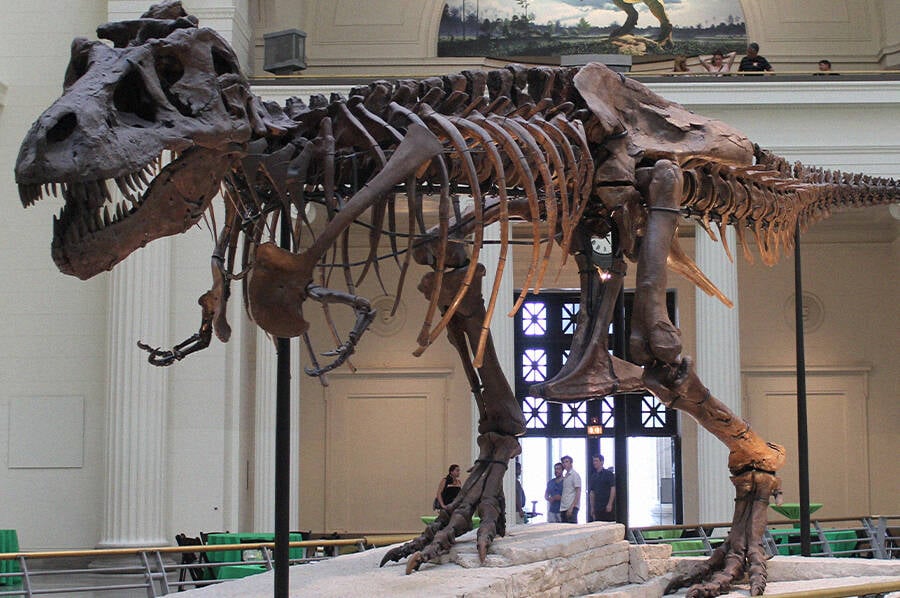 Sue The T. Rex Fossil