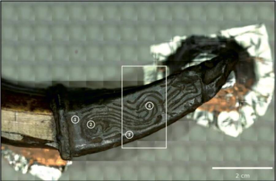 Tin Engraved Boar Tusk In Russia