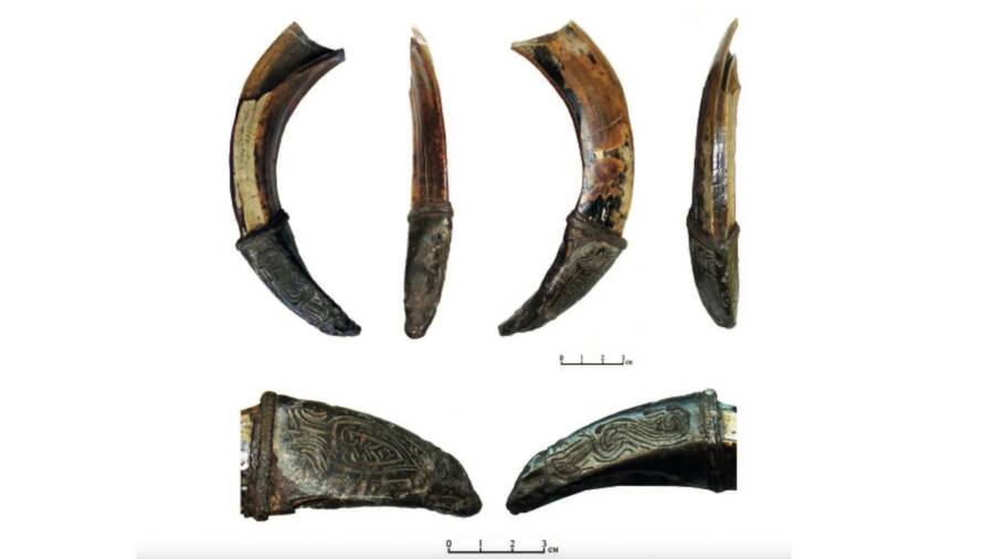 Medieval Boar Tusk Found In Russia